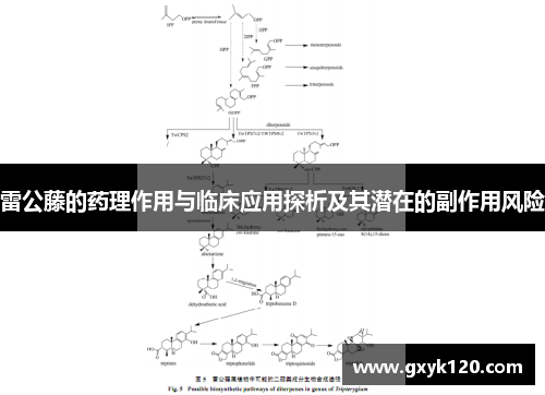 雷公藤的药理作用与临床应用探析及其潜在的副作用风险