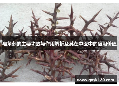 皂角刺的主要功效与作用解析及其在中医中的应用价值
